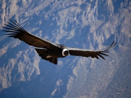 Condor au Canyon de Colca