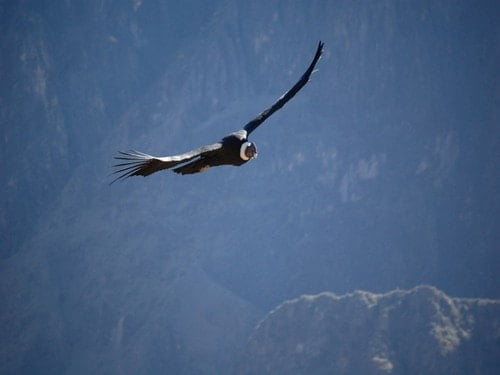 le vol du condor au mirador de la croix du condor