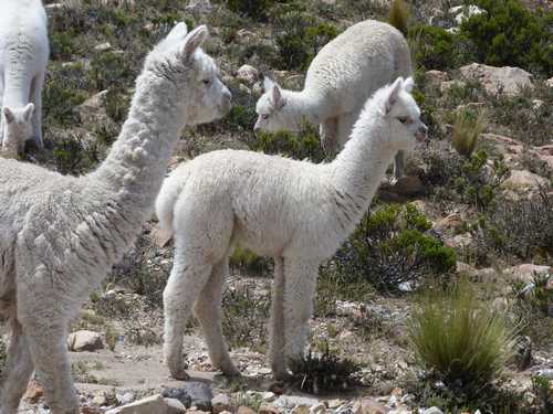 Des Alpacas dans la Réserve Salinas y Aguada Blanca