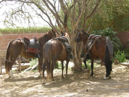 Chevaux de Paso péruvien avec leur arnachement traditionnel