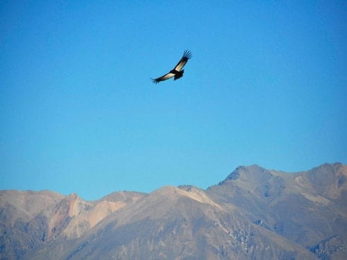 Le Vol du Condor dans le Canyon du Colca