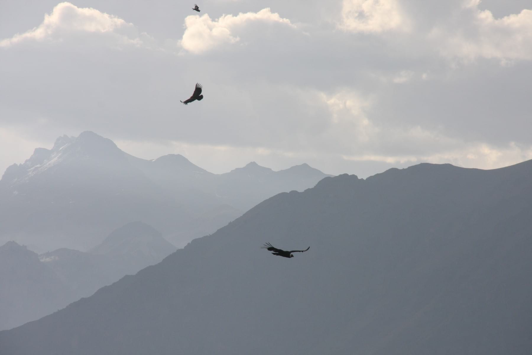 Condors in Colca Canyon - Peru