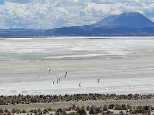 lake salinas in Arequipa national reserve