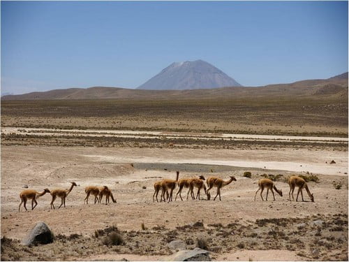 Vigognes en liberté dans la Réserve Salinas y Aguada Blanca à Arequipa