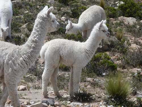 La Vallée du Colca près d'Arequipa