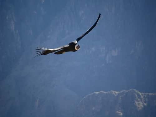 Excursion dans le canyon de Colca en français