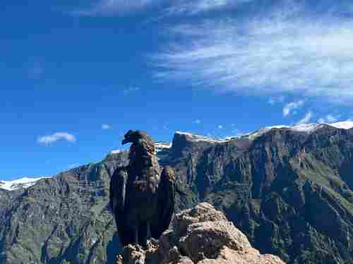 condor au canyon de colca