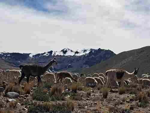 lamas et alpagas canyon de colca