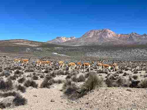 reserve salinas trajet vers canyon de colca